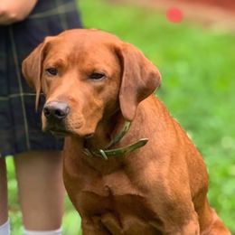 Magic - Labrador Retriever