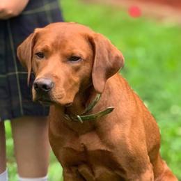 Magic - Labrador Retriever