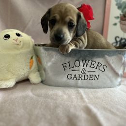 Dachshund Puppies from Hogan’s Lowrider Hounds