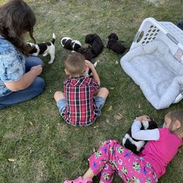 Poodle Puppies from Country Side Kennels