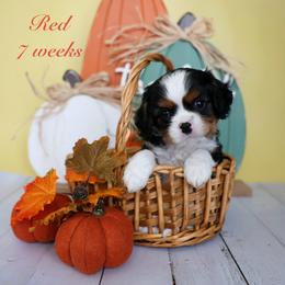Red - Tri-color male Cavalier King Charles Spaniel puppy in Flagstaff, Arizona from Cadelia Cavalier King Charles Spaniels