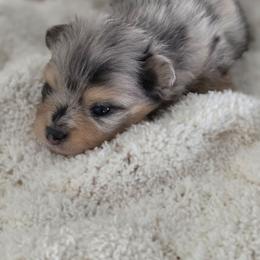 Blue Razz RARE blue merle - Blue merle male Pomeranian puppy in Arthur, Illinois from Dachs and Poms
