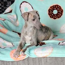 Sophia - Blue brindle female Whippet puppy in Goldendale, Washington from Amulet Charm