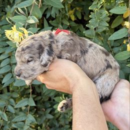 Bonnie - Merle female Whoodle puppy in Gilbert, Arizona from Gilbert Bernedoodles & Whoodles