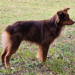 Toby - Miniature Australian Shepherd
