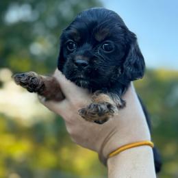 Boy 2 - Grey - Black white and tan male Cocker Spaniel puppy in Ellenboro, North Carolina from Chantels Spaniels