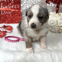 Hershey - Blue merle female Australian Shepherd puppy in Vail, Iowa from Homegrown Huskies