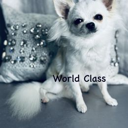 Kiki - Chihuahua