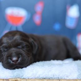 Lily - Chocolate female Labrador Retriever puppy in Williamston, South Carolina from Dutton Dog Co & Dalla Grazia Doberman