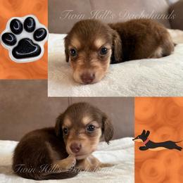 Ivory's Orange - Chocolate and cream male Dachshund puppy in Jonesboro, Illinois from Twin Hills Dachshunds