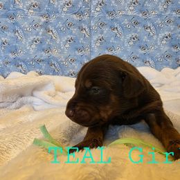 Teal - Red and rust female Doberman Pinscher puppy in Knox, Indiana from Double River Dobermans
