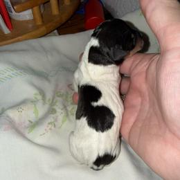 Pup 3 - White black and tan female Toy Fox Terrier puppy in Clermont, Florida from Debbie Hiles's Toy Fox Terriers