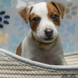 Yellow Collar Girl - Tan and white female Jack Russell Terrier puppy in Santa Clarita, California from Fair Dinkum Jack Russell Terriers