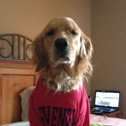 Golden Retrievers from Vonnie Dougherty
