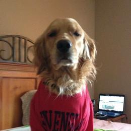 Golden Retrievers from Vonnie Dougherty