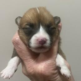 MO-F01 - Red female Pembroke Welsh Corgi puppy in Stockton, Iowa from Infinity Corgis
