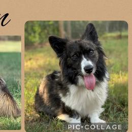 American Corgis, Cardigan Welsh Corgis, and Pembroke Welsh Corgis from Foxy Knoll Farm