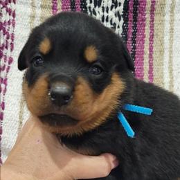 Girl 3 - Black and mahogany female Rottweiler puppy in Blanchard, Oklahoma from Mystique Kennel