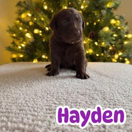 Hayden - Chocolate female Labrador Retriever puppy in Lucasville, Ohio from Backwoods Labradors