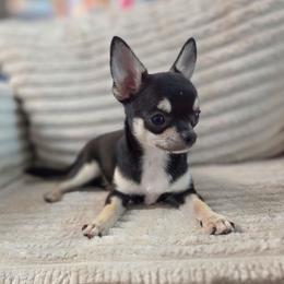 Dance - Black and tan female Chihuahua puppy in Cape Coral, Florida from Inspired Chihuahuas
