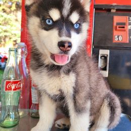 Herbert - Black and white male Pomsky puppy in Sand Coulee, Montana from Big Sky Pomskies