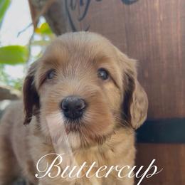 Buttercup - Apricot female Australian Labradoodle puppy in Riverside, California from Sycamore Canyon Labradoodle