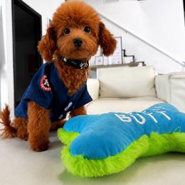 ROLEX - Red male Maltipoo puppy in Sugar Land, Texas from Celebrity Maltipoos