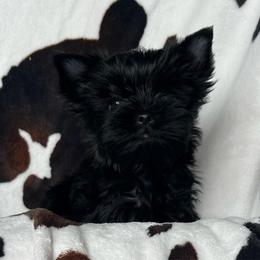 Siren - male Russian Salon Dog puppy in Kendallville, Indiana from Yorkies Kisses/Rusalka Siren Song