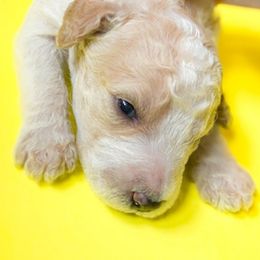 Winifred - Apricot female Goldendoodle puppy in Western Massachusetts, Massachusetts from Magical Goldendoodles of Pioneer Valley, MA