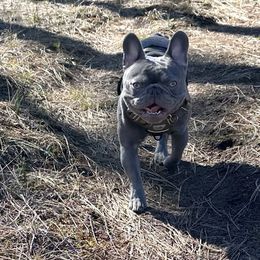 Chauncey - French Bulldog