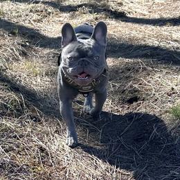 Chauncey - French Bulldog