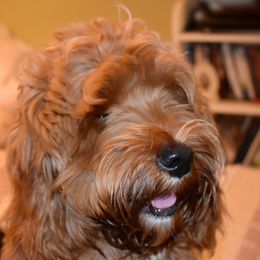 Daisy May - Australian Labradoodle