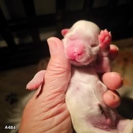 A4B4 - Cream and white male Shih Tzu puppy in Havelock, North Carolina from Sugar Paws Heavenly Shih Tzu’s