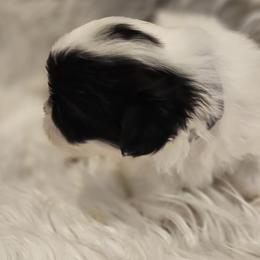 Shih Tzu Puppies from Prairie Creek Puppies