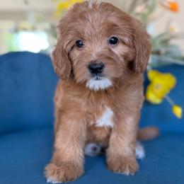 Picasso - Red male Bernedoodle puppy in Yuciapa, California from AlltheDoodlez_