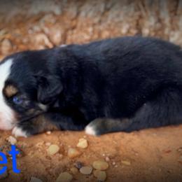 Miniature Australian Shepherd Puppies from Lonesome Pine Mini Aussies