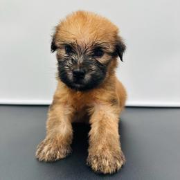 Cream - Wheaten male Soft Coated Wheaten Terrier puppy in The Colony, Texas from Wonderful Wheatens