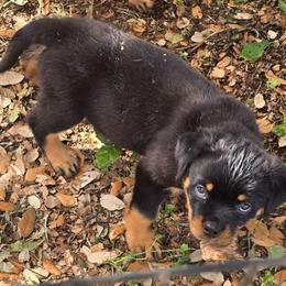 Girl 2 (Purple) - Black and rust female Rottweiler puppy in San Antonio, Texas from HAUS OF RZA