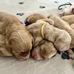 Brown collar - Apricot male Labradoodle puppy in Mechanicville, New York from Deuce's Doodles