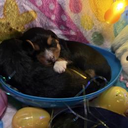 Peep 1 - Black & tan tri-color male Morkie puppy in Lawrenceville, Georgia from Georgias Finest Puppies