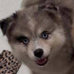 Camry - Merle female Pomsky puppy in Spring Hill, Florida from PDQ Pomskies