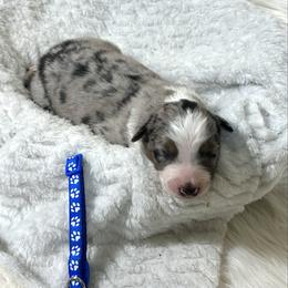 Tigger - Blue merle male Australian Shepherd puppy in Vail, Iowa from Homegrown Huskies