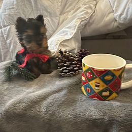 Girl 1 - Black and gold female Yorkshire Terrier puppy in Chino Hills, California from Chino Hills Yorkies