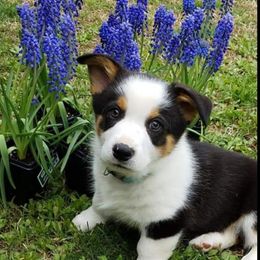 American Corgi and Pembroke Welsh Corgi Puppies from 101 Corgis