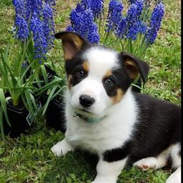 American Corgi and Pembroke Welsh Corgi Puppies from 101 Corgis
