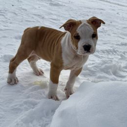 American Staffordshire Terrier Puppies from Explicit Amstaffs Of New England