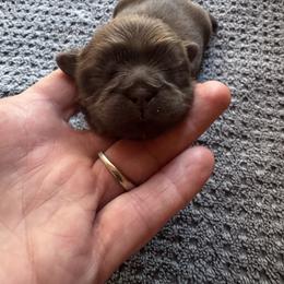 Tulip - Liver female Shih Tzu puppy in Jones, Oklahoma from J&R Aussies/Shih Tzu