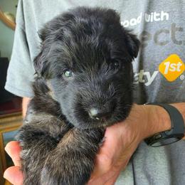 Remembrance - Black and red female German Shepherd puppy in Columbus, Indiana from Stony Lonesome GSD