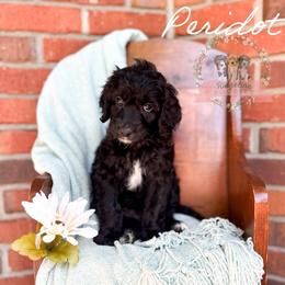 Peridot - Black and white female Aussiedoodle puppy in Corydon, Indiana from Ridgeline Doodles