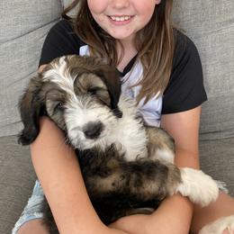 Bernedoodle and Poodle Puppies from Sunset Family Farm